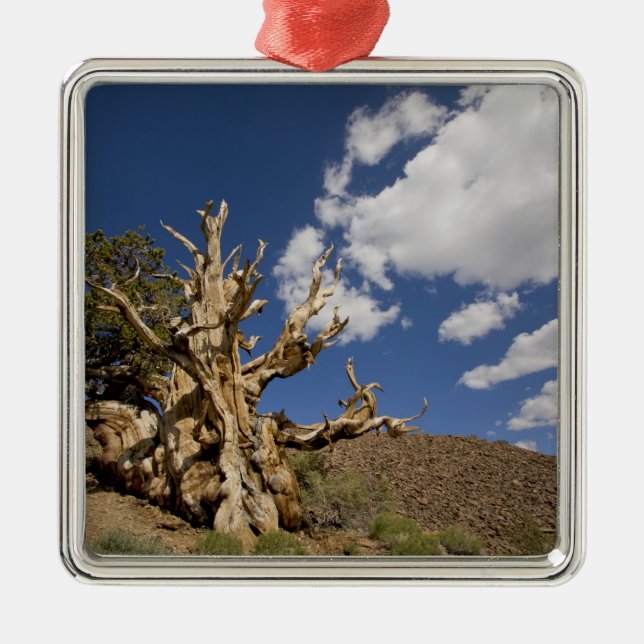 Ornement Carré Argenté Pin Bristlecone dans l'Ancient Bristlecone Forest, (Devant)