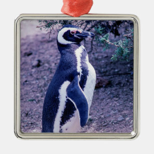 Ornement Carré Argenté Pingouin magellanique dans la péninsule Valdes - P