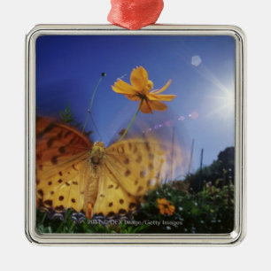 Ornement Carré Argenté Plan rapproché de papillon, agitant des ailes