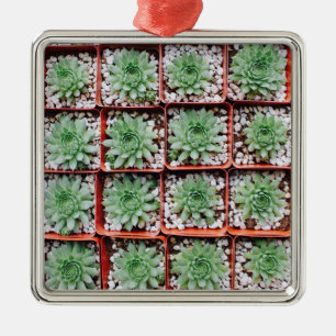 Ornement Carré Argenté Plantes succulentes exotiques