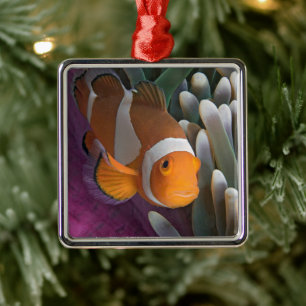 Ornement Carré Argenté Poisson clown occidental