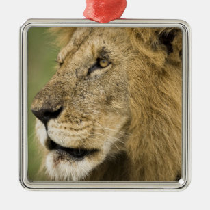 Ornement Carré Argenté Portrait africain de lion, Panthera Lion, dans
