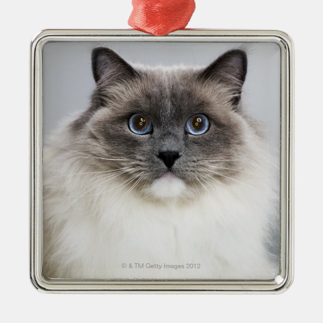 Ornement Carré Argenté Portrait de chat de Ragdoll (Devant)