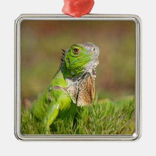 Ornement Carré Argenté Portrait d'iguane vert   Photographie de reptile