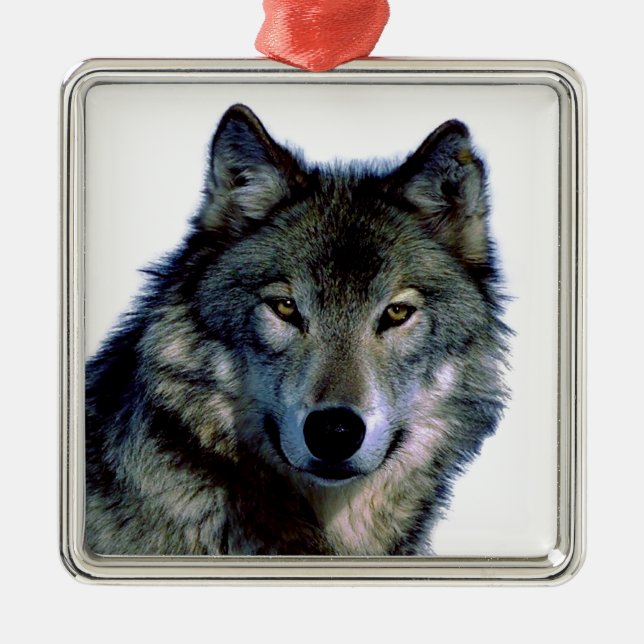 Ornement Carré Argenté Portrait Wolf (Devant)