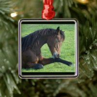 Pretty Brown Horse Laying in the Grass