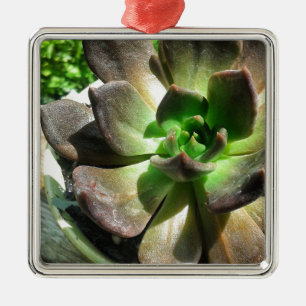 Ornement Carré Argenté Prince Noir #succulent