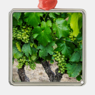 Ornement Carré Argenté Raisin de cuve, France