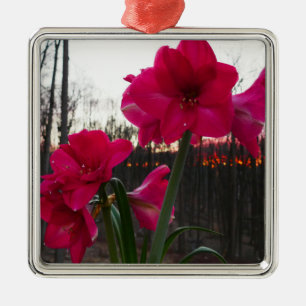 Ornement Carré Argenté Red Amaryllis et le lever du soleil d'hiver