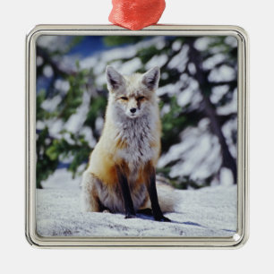 Ornement Carré Argenté Renard roux assis sur un banc de neige, Vulpes, Mt