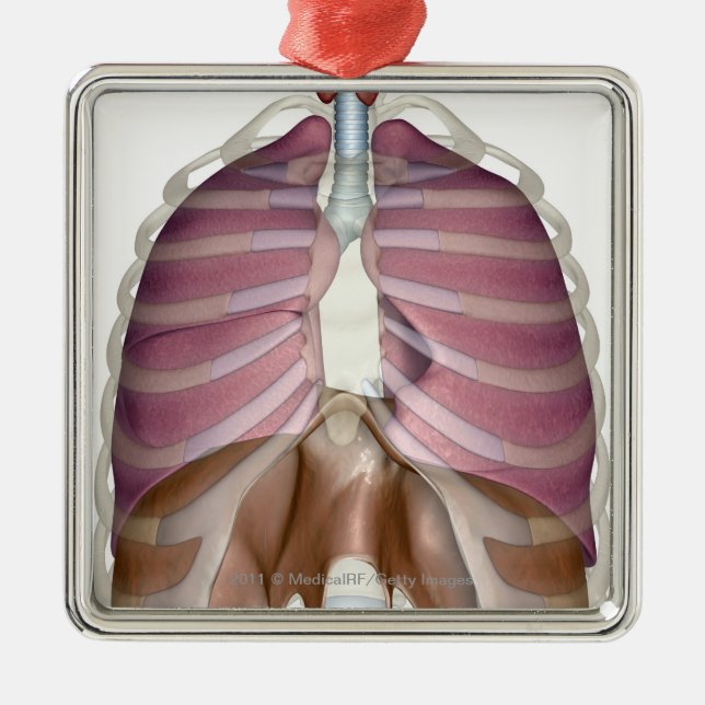 Ornement Carré Argenté rendu 3d de l'appareil respiratoire (Devant)