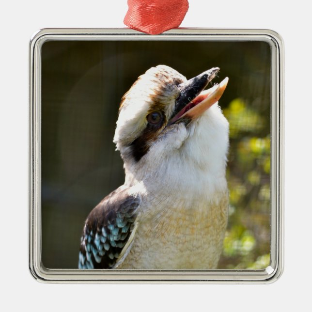 Ornement Carré Argenté Rire Kookaburra perché sur la succursale Postcard  (Devant)