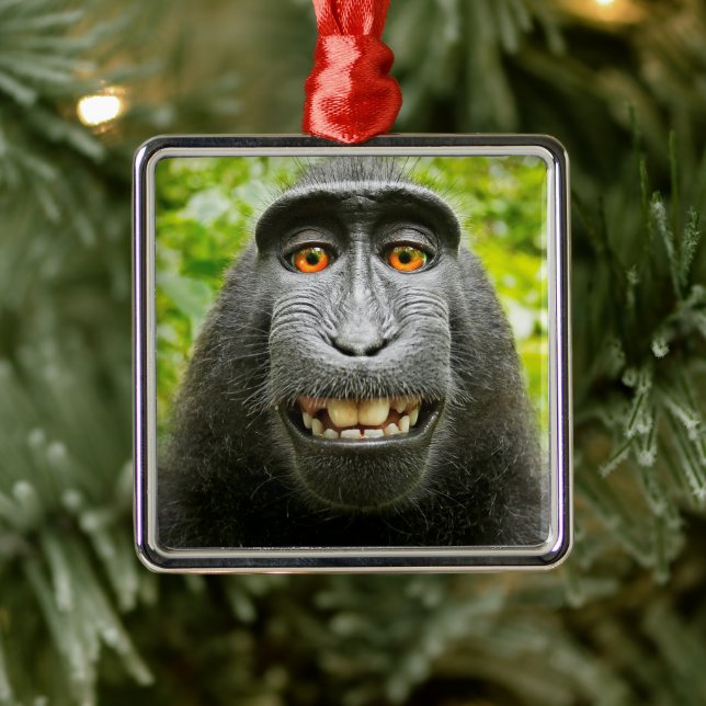 Ornement Carré Argenté Selfie de singe (Arbre)