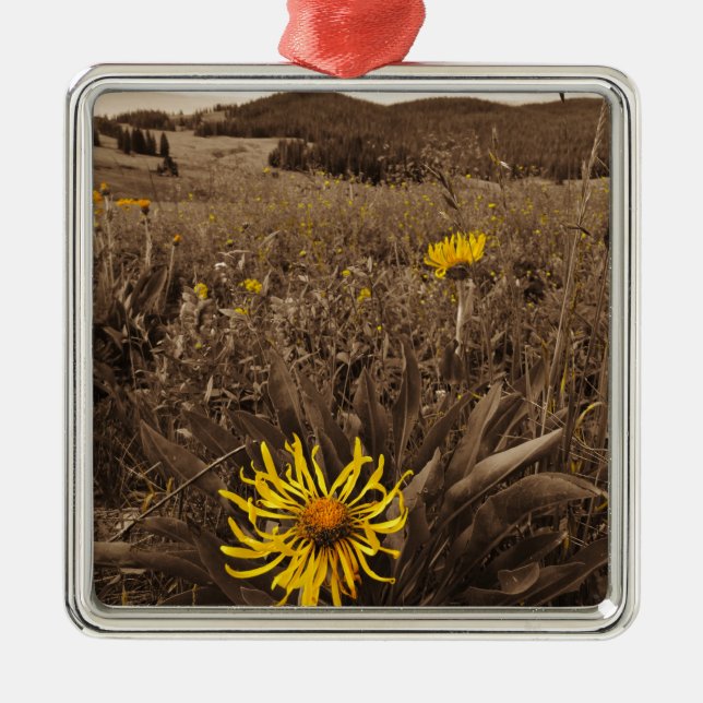 Ornement Carré Argenté Sepia tone fleurs sauvages jaunes (Devant)