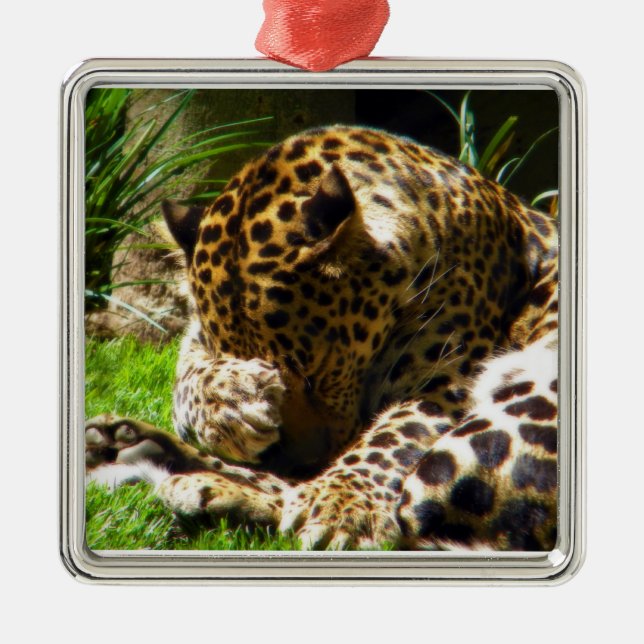Ornement Carré Argenté Shy Leopard (Devant)