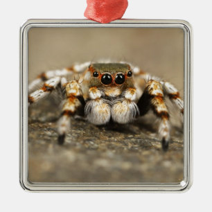 Ornement Carré Argenté Tarantula Jumping Bird Spider fantastiques accesso