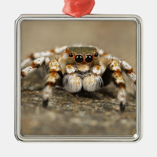 Ornement Carré Argenté Tarantula Jumping Bird Spider fantastiques accesso (Devant)