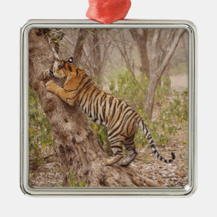 Ornement Carré Argenté Tigre du Bengale royal grimpant à l'arbre,