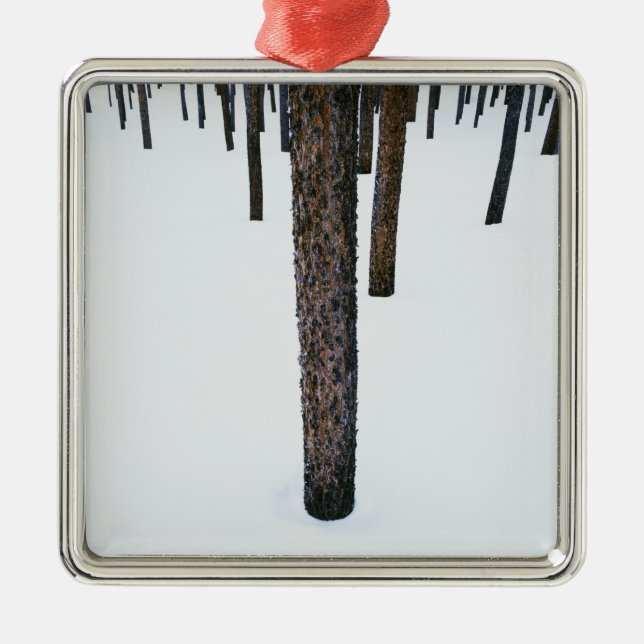 Ornement Carré Argenté Troncs d'arbre dans la neige (Devant)