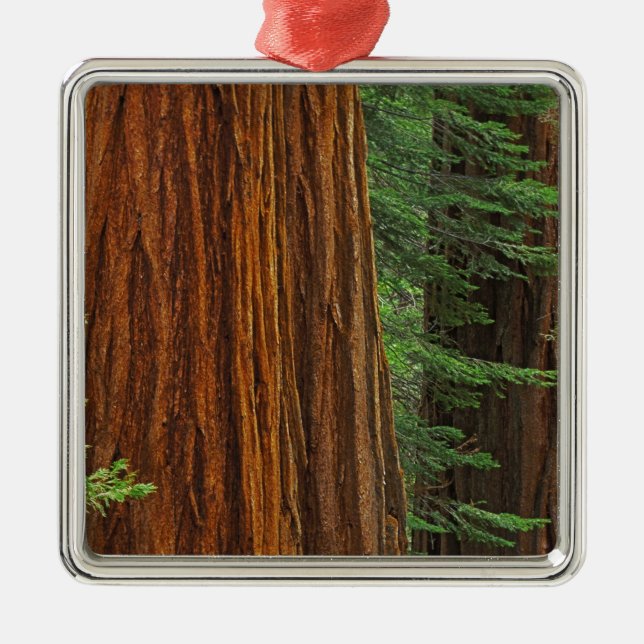 Ornement Carré Argenté Troncs de Séquoia géant en forêt, Yosemite (Devant)