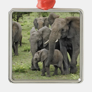Ornement Carré Argenté Troupeau d'éléphant africain, africana de