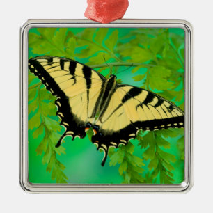 Ornement Carré Argenté Un papillon swallowtail atterrissant