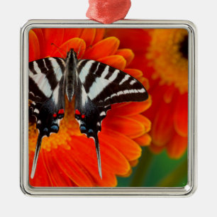 Ornement Carré Argenté Un papillon swallowtail zèbre
