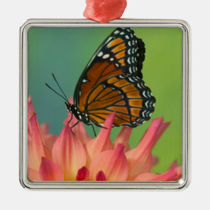 Ornement Carré Argenté Un papillon vice-roi sur une zinnia