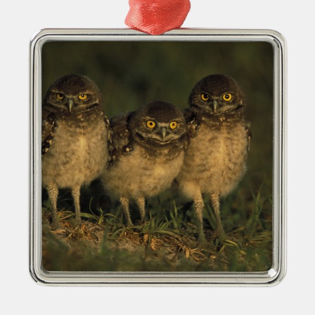 Ornement Carré Argenté USA, Floride, Cap Coral. Trois Chouettes (Devant)