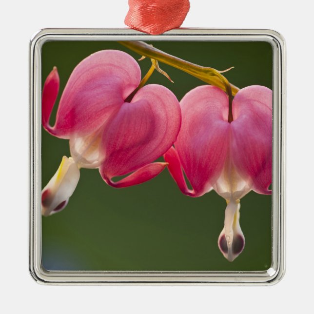 Ornement Carré Argenté USA, Pennsylvanie. Gros plan de deux saignements (Devant)