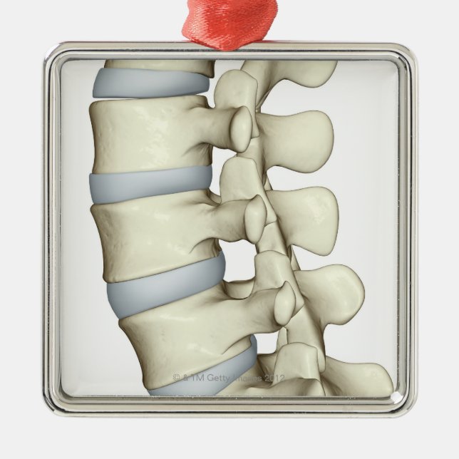 Ornement Carré Argenté Vertèbres lombaires (Devant)
