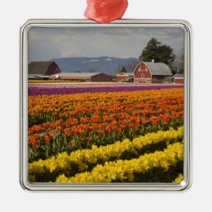 Ornement Carré Argenté WA, vallée de Skagit, champs de tulipes en fleurs,