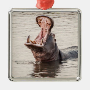 Ornement Carré Argenté Yawning Hippo