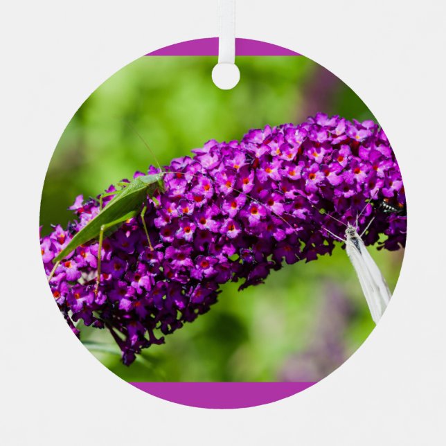 ornement céramique katydid énergie (Recto)