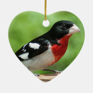 Ornement Cœur En Céramique Grosbeak à poitrine rose