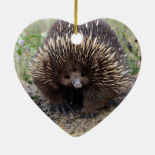 Ornement Cœur En Céramique Photo sauvage australienne indigène d'Echidna
