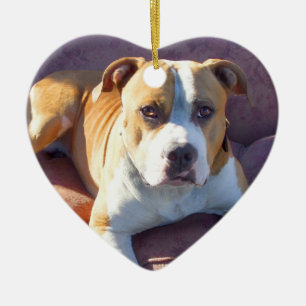 Ornement de chien de Pitbull