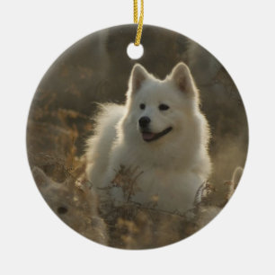 Ornement de chien de Samoyed