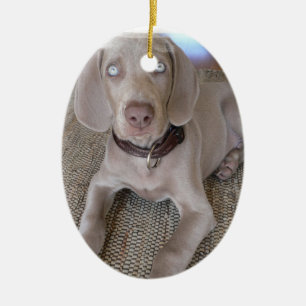 Ornement de chiot de Weimaraner