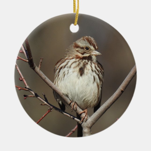 Ornement de la faune, moineau chanteur, oiseaux, n (Devant)
