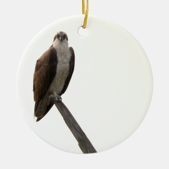 Ornement de l'oiseau balbuzard  (Devant)
