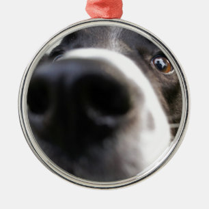 Ornement de Noël de nez de chien de border collie
