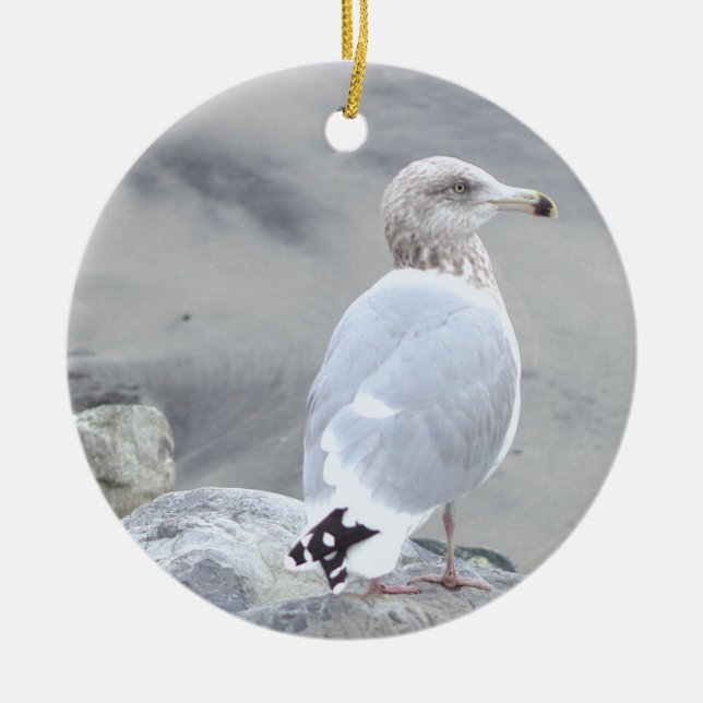 Ornement de photo de mouette  (Devant)