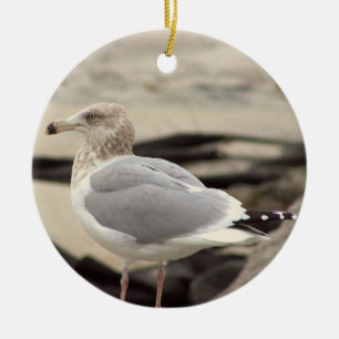 Ornement de photo de mouette