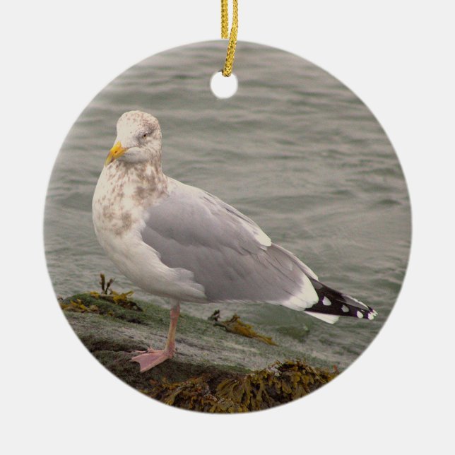 Ornement de photo de mouette  (Devant)