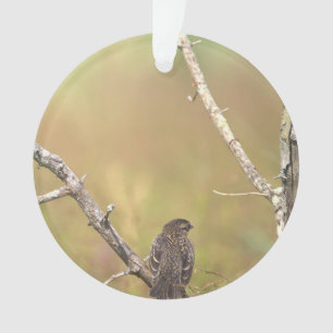 Ornement de photo d'oiseau