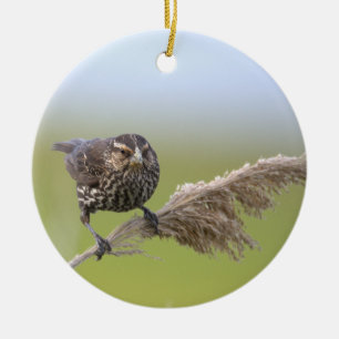 Ornement de photo d'oiseau
