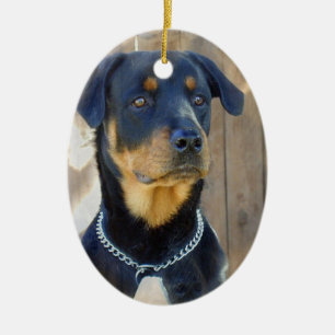Ornement de rottweiler
