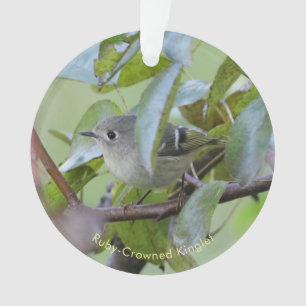Ornement d'oiseau Roitelet à couronne rubis avec l