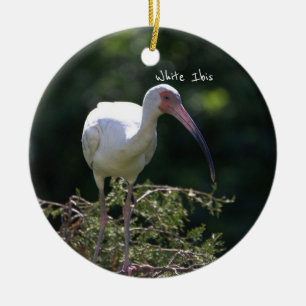 Ornement d'oiseaux Ibis blanc